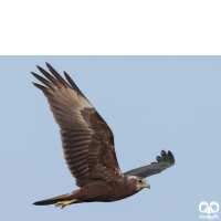 گونه سنقر تالابی شرقی Eastern Marsh Harrier